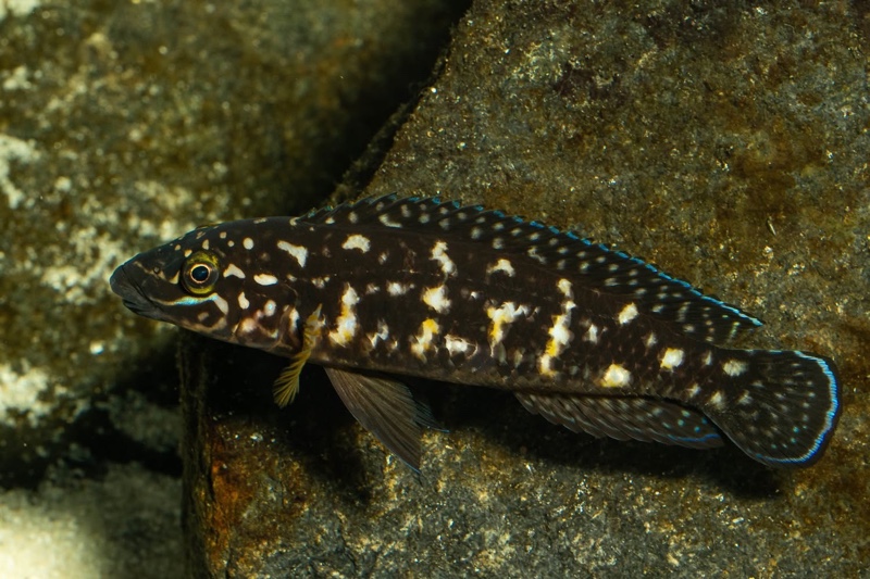 Julidochromis sp. 'transcriptus tanzania' Molwe